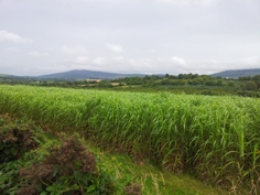 miscanthus